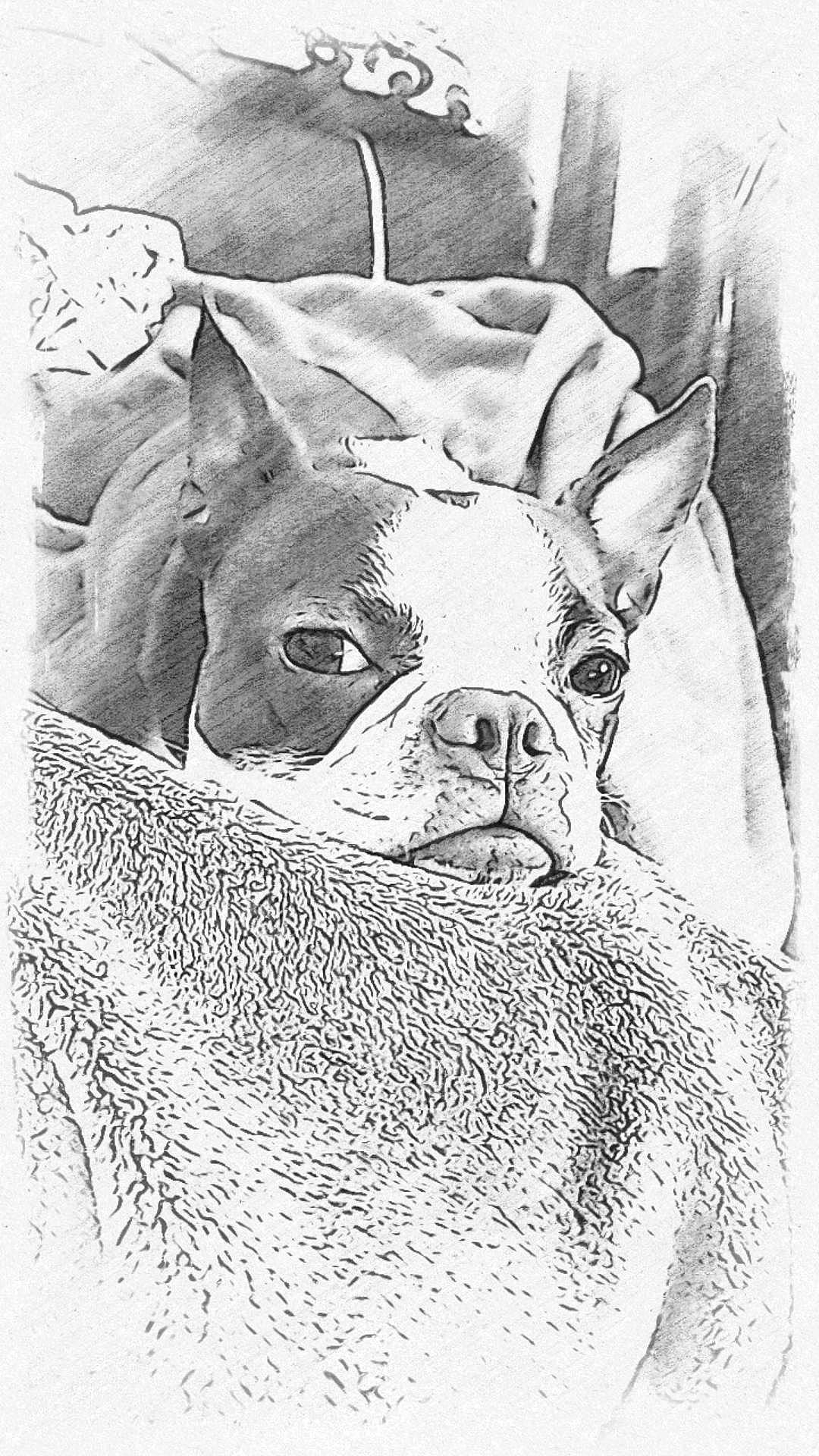 King joined the competition — help win amazing prizes! art, bulldog, canidae, carnivore, companion_dog, dog, dog_breed, drawing, fawn, illustration, monochrome_photography, paper_product, snout, sporting_group, terrestrial_animal, toy_dog, visual_arts, whiskers, working_animal, wrinkle