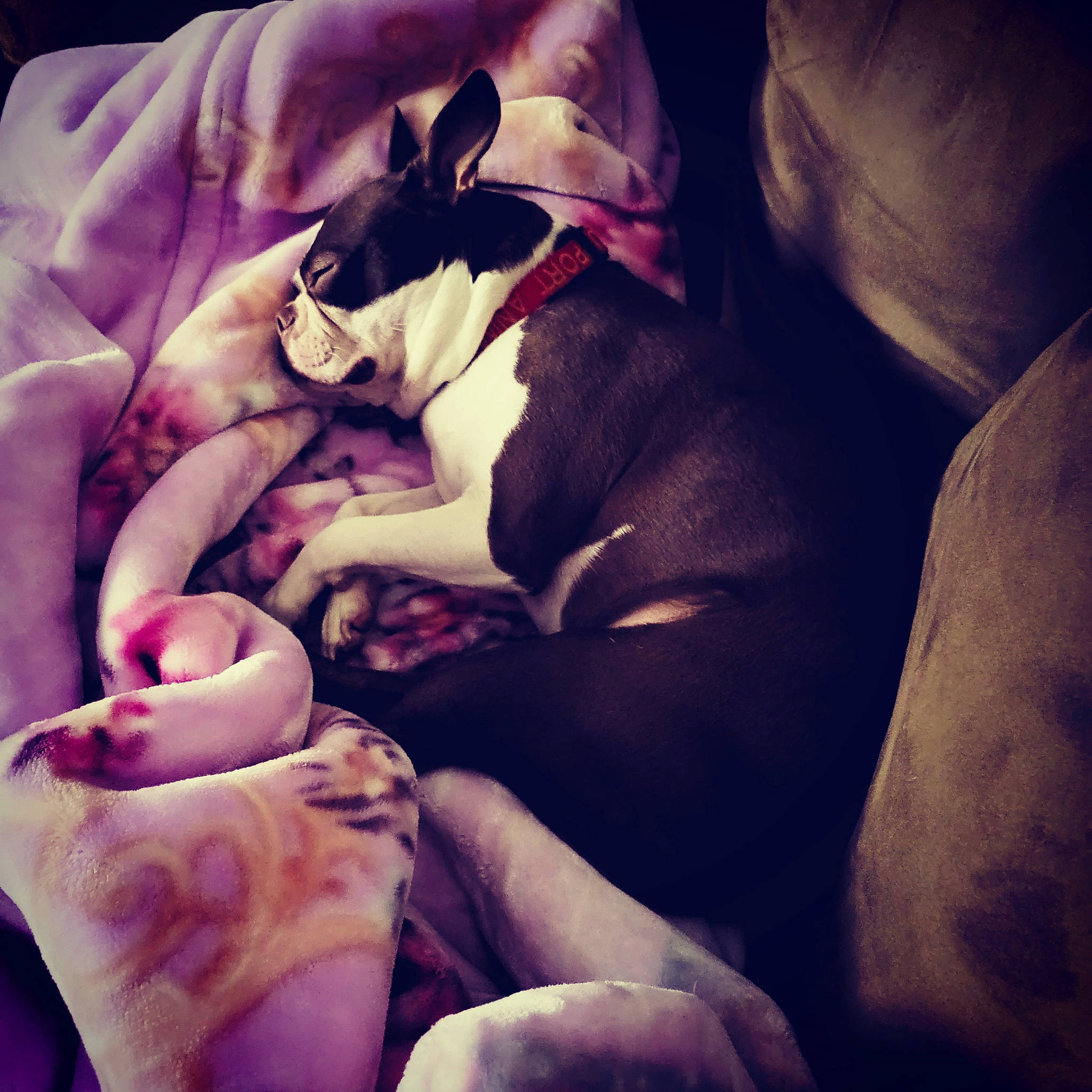 King is registered to the contest to win money with this photo: carnivore, cloud, comfort, companion_dog, darkness, dog, dog_breed, fawn, flesh, foot, fur, gesture, happy, human_leg, linens, magenta, nail, paw, thumb, toy_dog