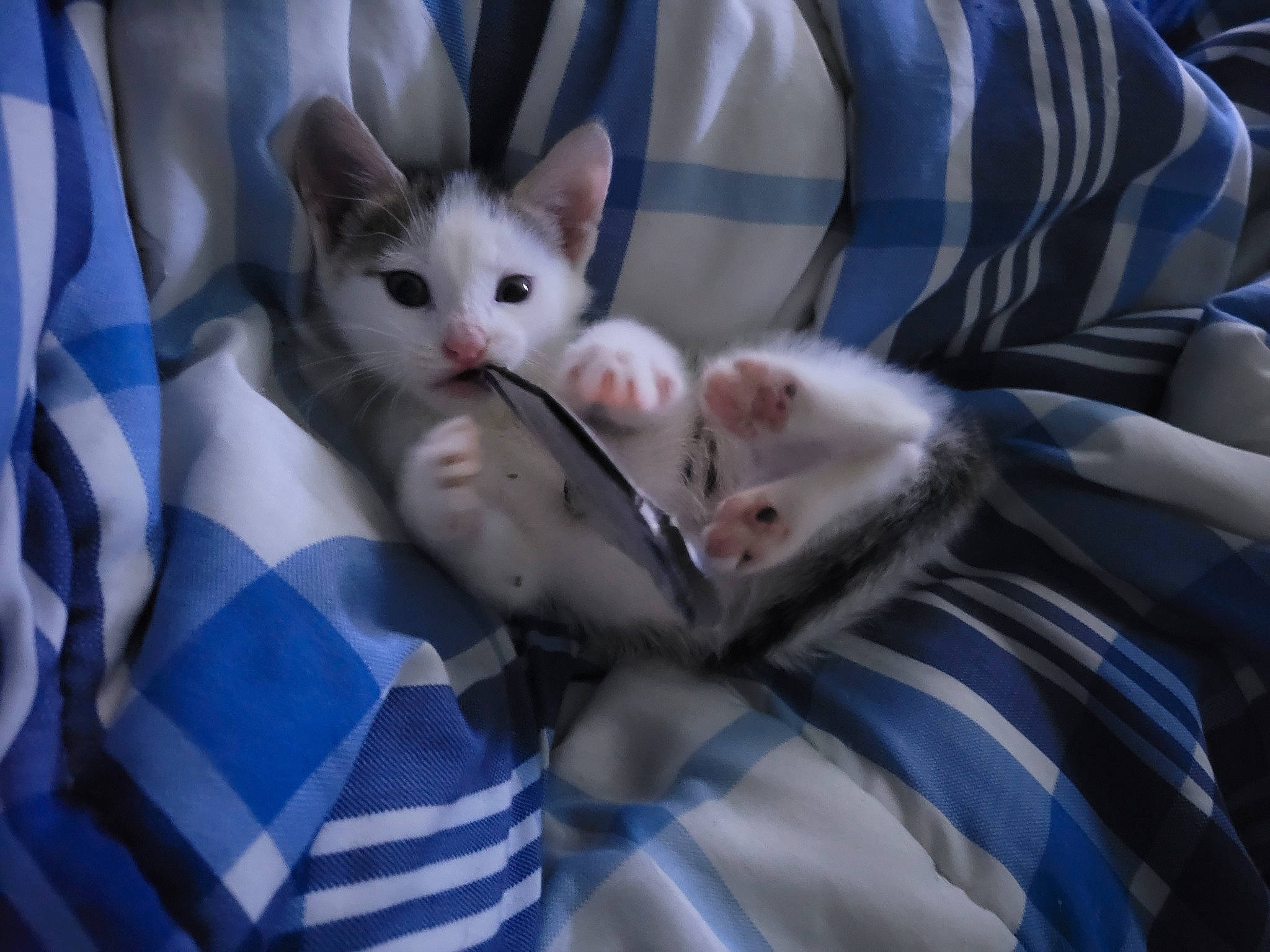 Lunna joined the competition — help win amazing prizes! bed, canidae, carnivore, cat, comfort, couch, domestic_short_haired_cat, eye, fawn, felidae, fur, gesture, head, iris, pattern, paw, small_to_medium_sized_cats, snout, tail, whiskers