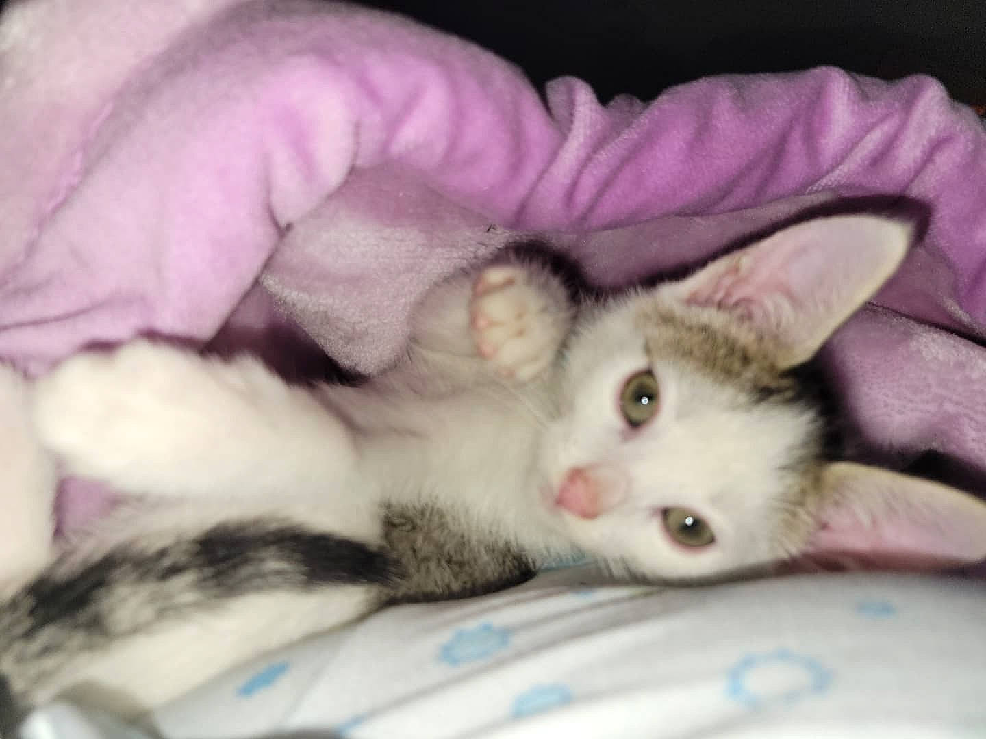 Lunna is registered to the contest to win money with this photo: carnivore, cat, claw, comfort, domestic_short_haired_cat, eye, fawn, felidae, foot, fur, iris, nap, paw, sleep, small_to_medium_sized_cats, snout, tail, whiskers