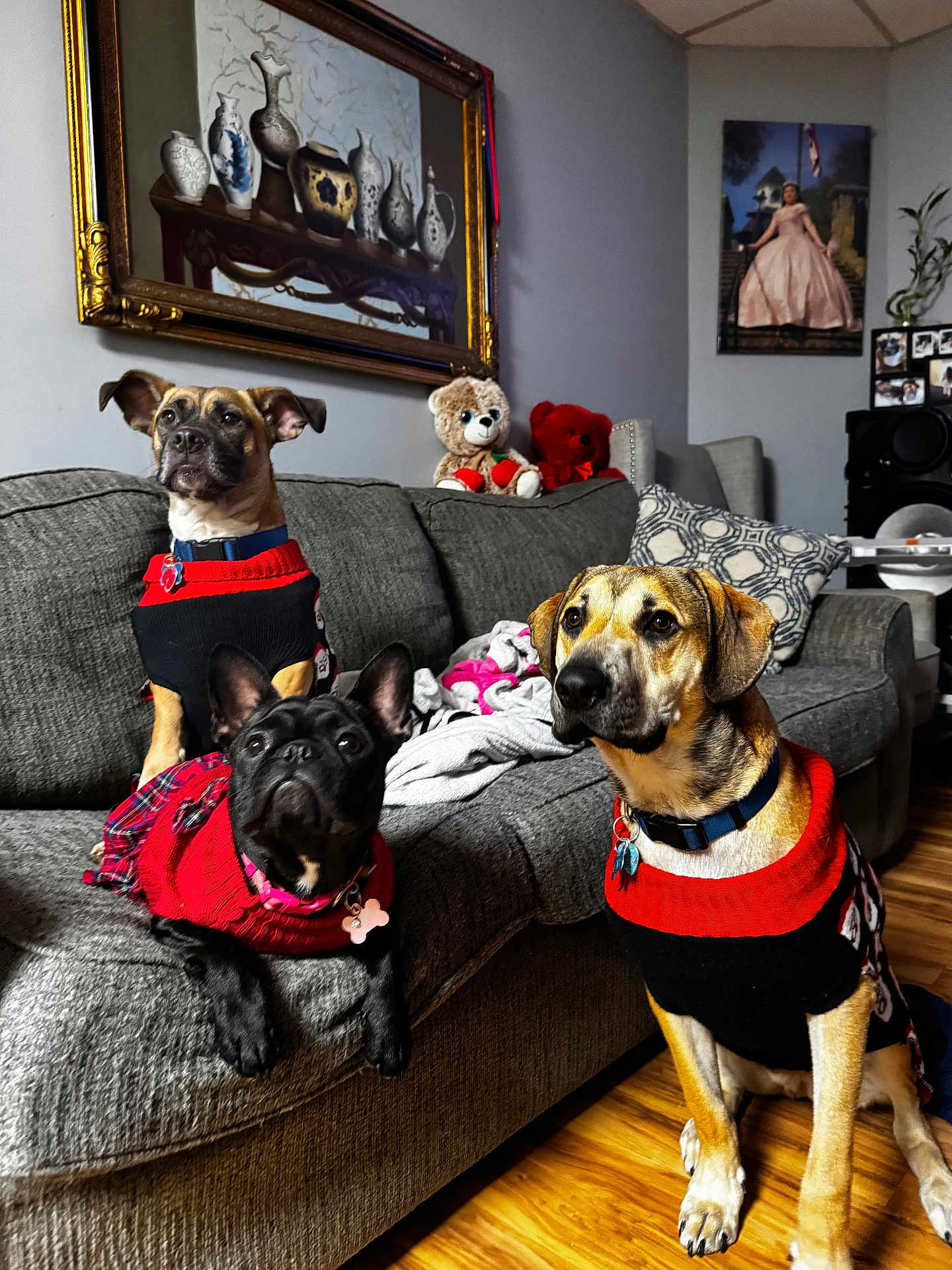 Tiko Otis And Luna is registered to the contest to win money with this photo: animal, black_dog, brown_dog, collar, couch, cozy, cute, decor, dog, furniture, indoor, living_room, medium_dog, painting, pets, plush_toy, portrait, small_dog, sweater, wood_floor