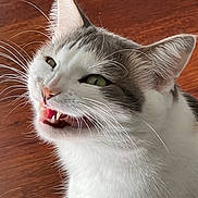 Prenses participe au concours pour gagner de l'argent avec cette photo : cat, white_cat, gray_cat, pet, animal, close_up, whiskers, teeth, mouth_open, fur, ears, indoor, floor, playful, mischievous, cute, feline, domestic_cat, portrait, expression