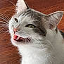 cat, white_cat, gray_cat, pet, animal, close_up, whiskers, teeth, mouth_open, fur, ears, indoor, floor, playful, mischievous, cute, feline, domestic_cat, portrait, expression