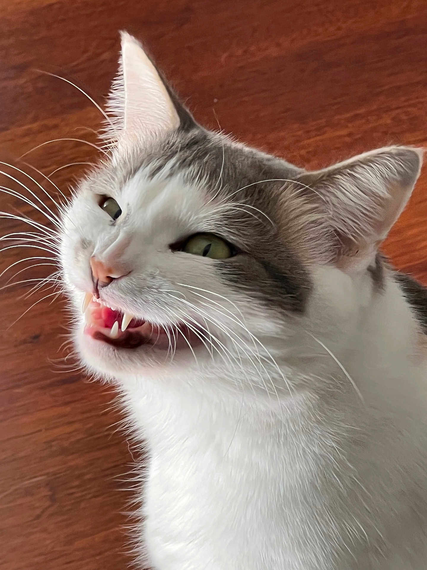 Prenses participe au concours pour gagner de l'argent avec cette photo : cat, white_cat, gray_cat, pet, animal, close_up, whiskers, teeth, mouth_open, fur, ears, indoor, floor, playful, mischievous, cute, feline, domestic_cat, portrait, expression