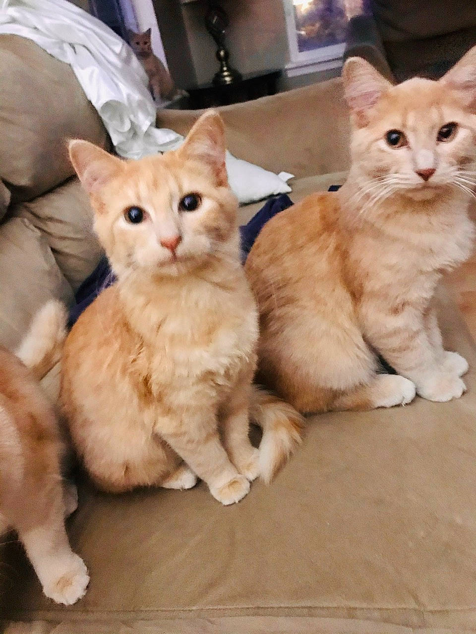 Fawn joined the competition — help win amazing prizes! aegean_cat, american_wirehair, arabian_mau, asian, australian_mist, carnivore, cat, domestic_short_haired_cat, european_shorthair, fawn, felidae, german_rex, kitten, mammal, ojos_azules, polydactyl_cat, small_to_medium_sized_cats, tabby_cat, vertebrate, whiskers