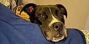 Penny is registered to the contest to win money with this photo: animal, bed, bedroom, blanket, boxer, bulldog, canine, couch, cushion, dog, furniture, homedecor, hound, indoors, linen, pet, pitbull, puppy, quilt, room