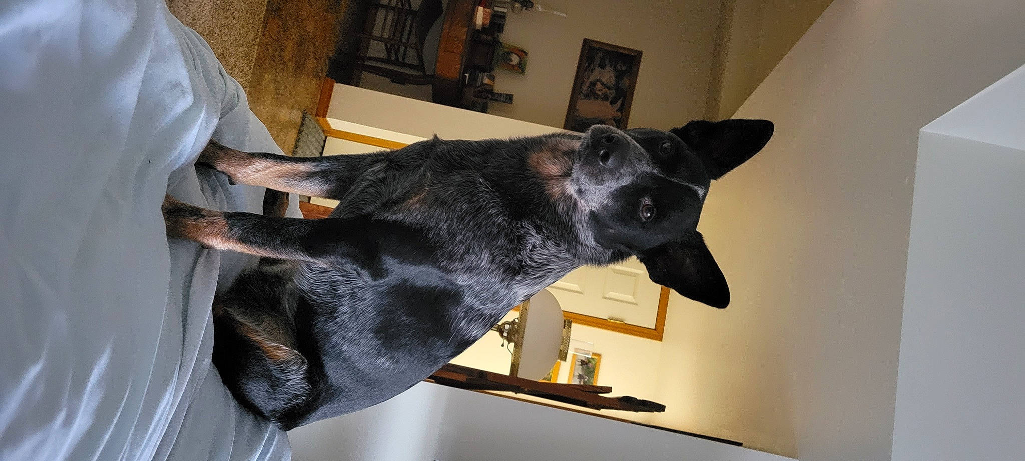 Boz joined the competition — help win amazing prizes! canidae, carnivore, collar, dog, dog_breed, ear, fashion_accessory, flooring, fur, guard_dog, non_sporting_group, sculpture, snout, sporting_group, whiskers, working_animal