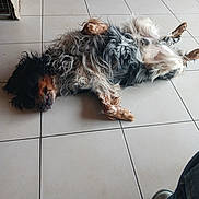 Nutz a rejoint le concours — aidez-le/la à gagner de superbes lots ! dog, lying_down, floor, tile_floor, indoor, relaxed, fluffy, pet, animal, canine, fur, paw, ear, resting, home, casual, companion, domestic, quiet, comfort