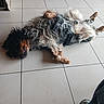 dog, lying_down, floor, tile_floor, indoor, relaxed, fluffy, pet, animal, canine, fur, paw, ear, resting, home, casual, companion, domestic, quiet, comfort