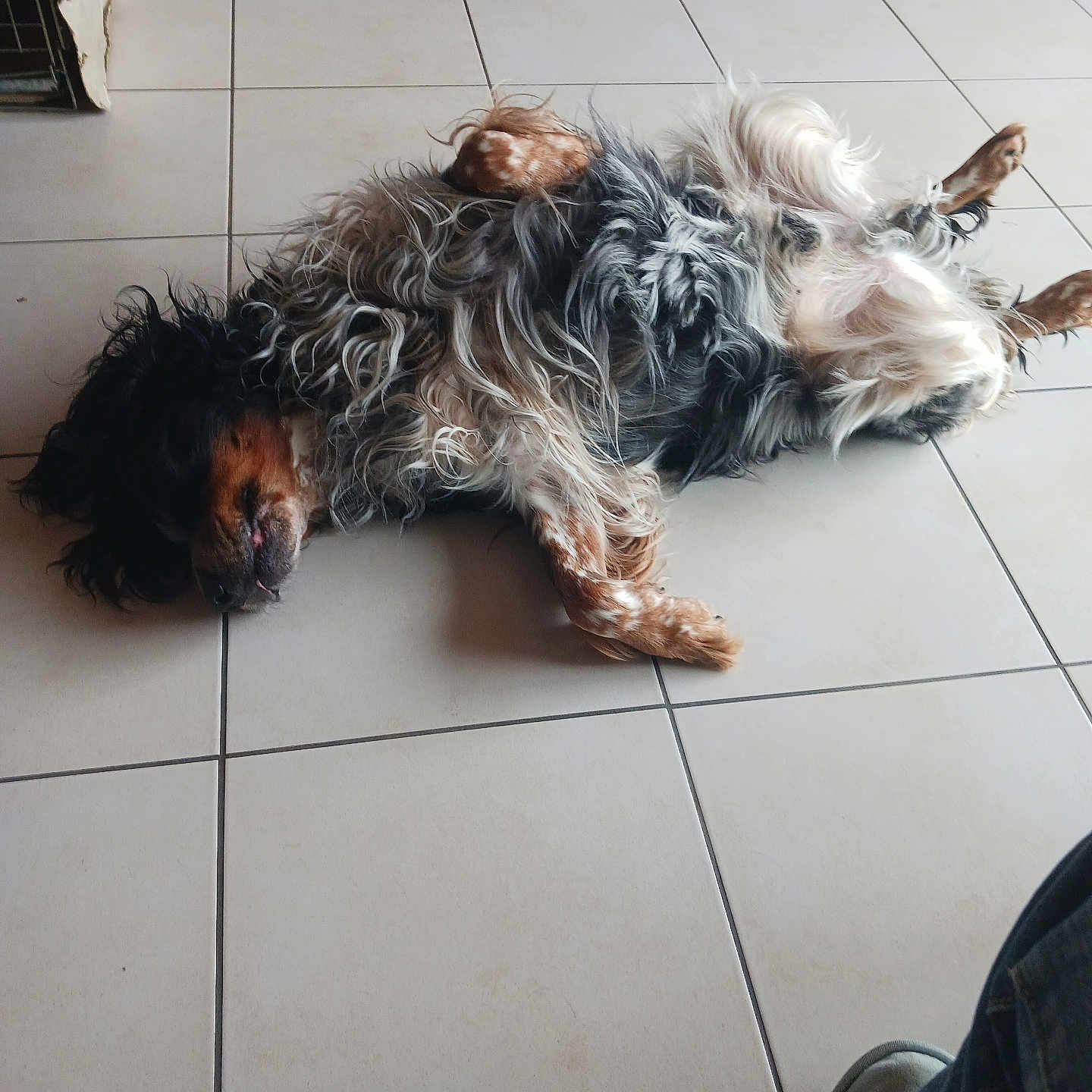Nutz a rejoint le concours — aidez-le/la à gagner de superbes lots ! dog, lying_down, floor, tile_floor, indoor, relaxed, fluffy, pet, animal, canine, fur, paw, ear, resting, home, casual, companion, domestic, quiet, comfort