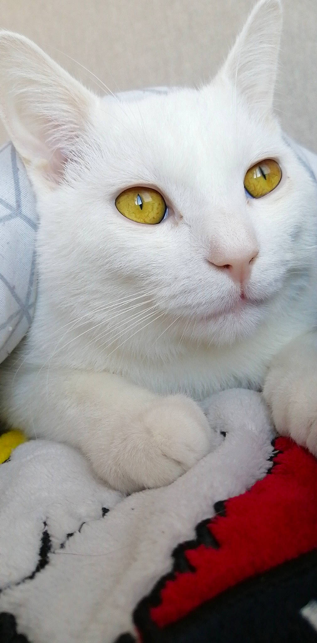 Diègo a rejoint le concours — aidez-le/la à gagner de superbes lots ! american_wirehair, asian, british_semi_longhair, british_shorthair, burmilla, carnivore, cat, domestic_short_haired_cat, eye, felidae, khao_manee, mammal, small_to_medium_sized_cats, snout, turkish_angora, turkish_van, vertebrate, whiskers