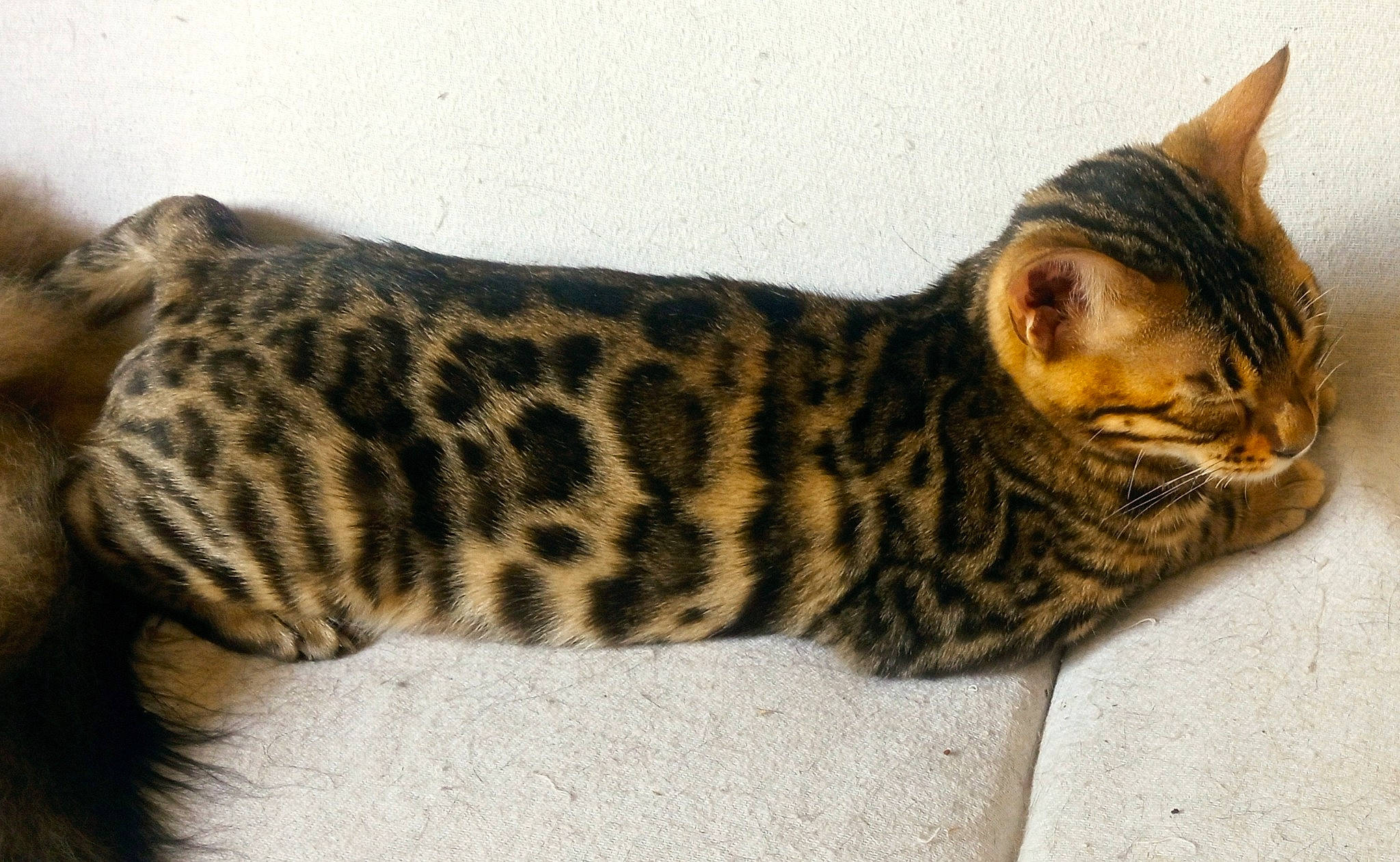 Utah a rejoint le concours — aidez-le/la à gagner de superbes lots ! big_cats, carnivore, cat, domestic_short_haired_cat, felidae, fur, head, pattern, paw, small_to_medium_sized_cats, snout, tail, terrestrial_animal, whiskers, wildlife