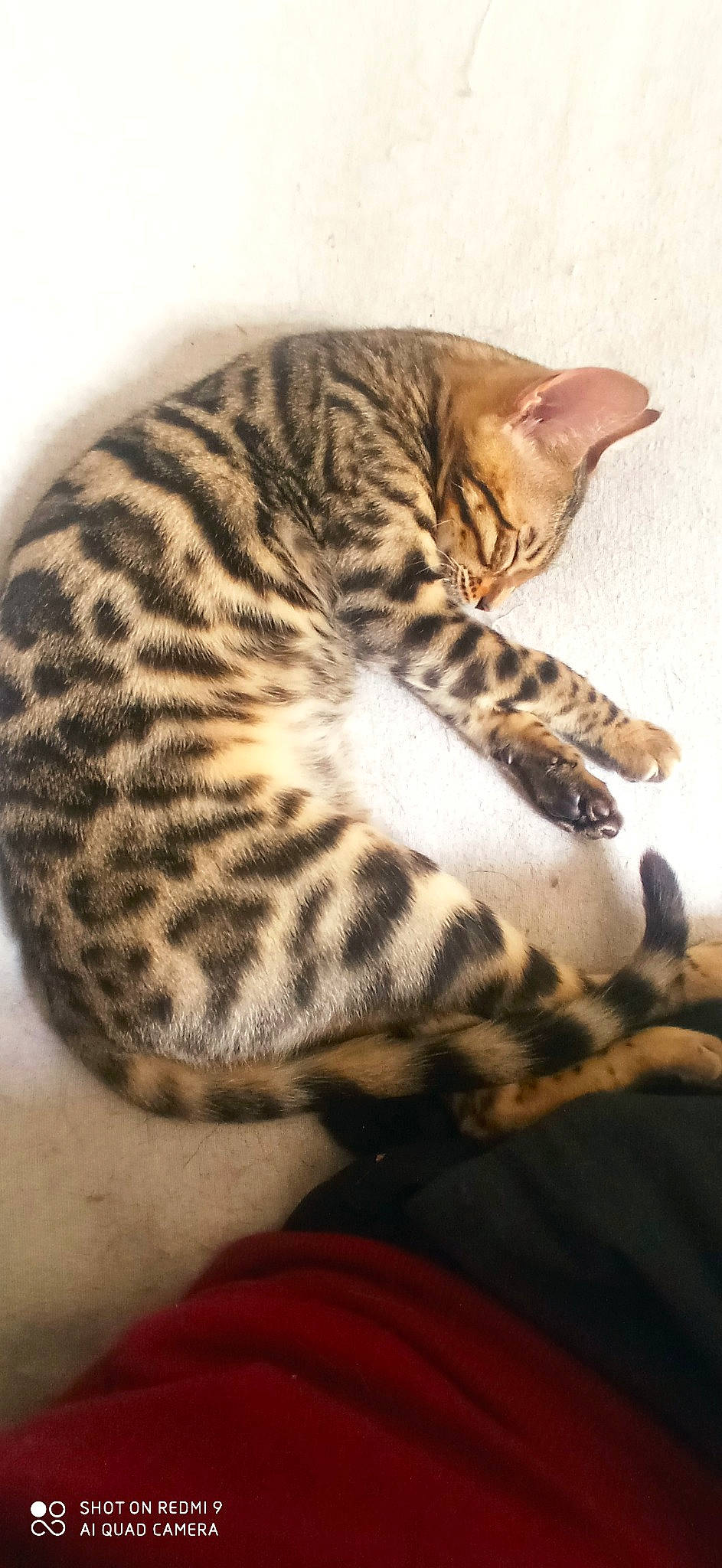 Utah a rejoint le concours — aidez-le/la à gagner de superbes lots ! carnivore, cat, comfort, domestic_short_haired_cat, eye, fawn, felidae, fur, paw, sitting, small_to_medium_sized_cats, snout, tail, terrestrial_animal, whiskers, wildlife, wood