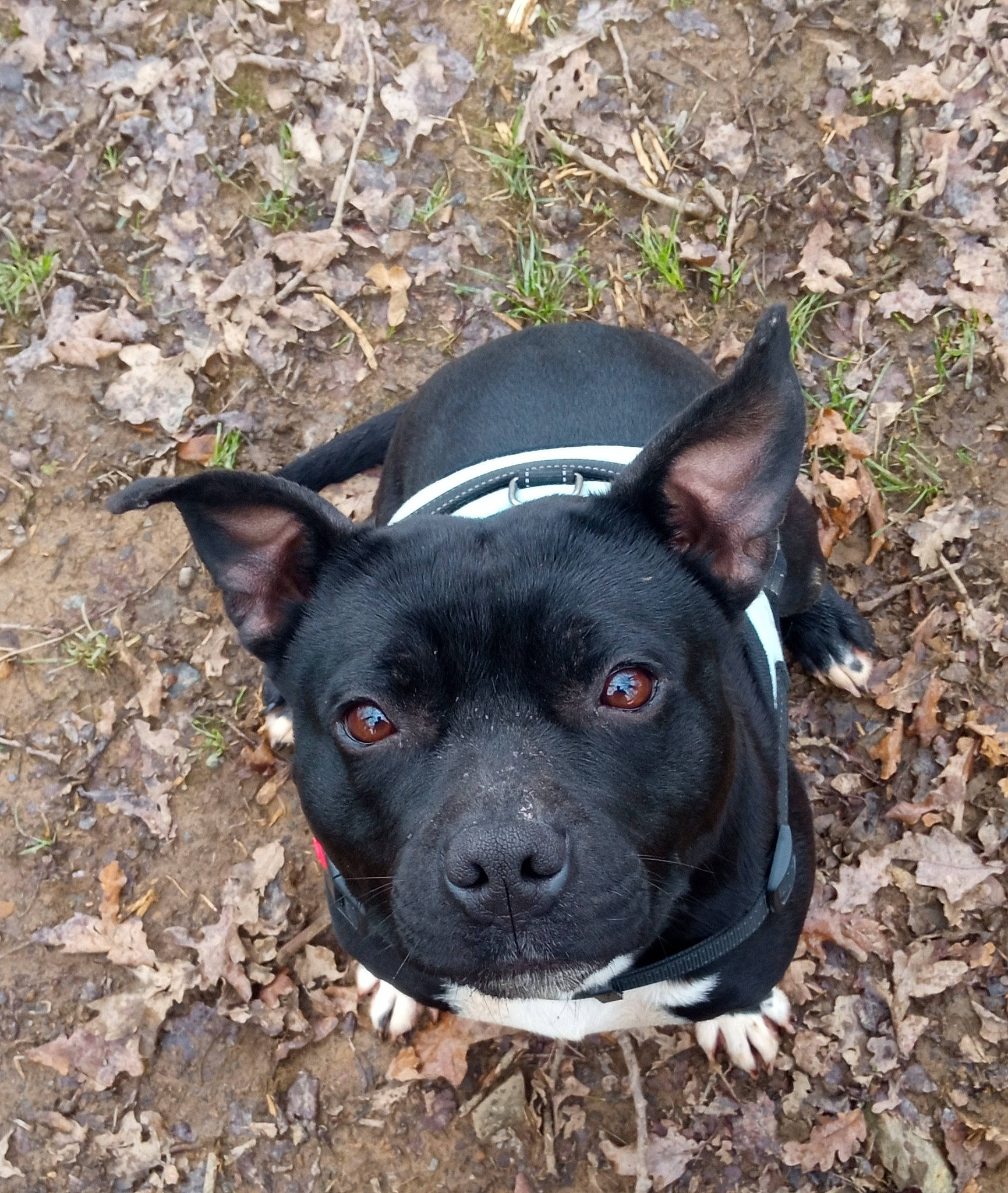 Papaye a rejoint le concours — aidez-le/la à gagner de superbes lots ! adventure, canidae, carmine, carnivore, collar, companion_dog, dog, dog_breed, eye, fawn, grass, non_sporting_group, plant, snout, soil, sporting_group, terrestrial_animal, whiskers, working_animal