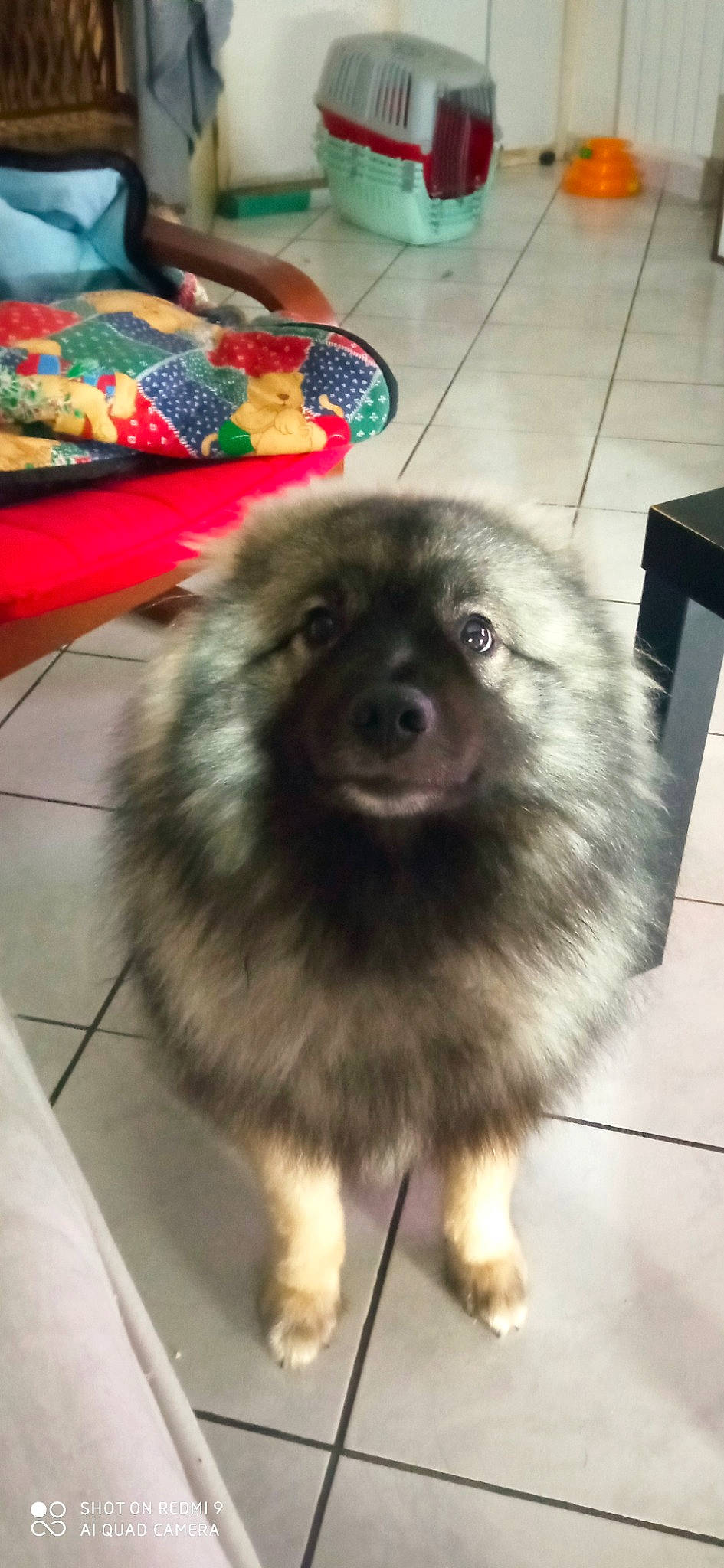 Taiko a rejoint le concours — aidez-le/la à gagner de superbes lots ! ancient_dog_breeds, canidae, carnivore, companion_dog, dog, dog_breed, fawn, flooring, fur, german_spitz, german_spitz_klein, german_spitz_mittel, keeshond, spitz, sporting_group, terrestrial_animal, toy_dog, whiskers, working_animal, working_dog