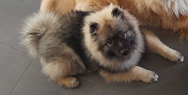 Taiko a rejoint le concours — aidez-le/la à gagner de superbes lots ! ancient_dog_breeds, canidae, carnivore, companion_dog, dog, dog_breed, fawn, fur, german_spitz, german_spitz_klein, german_spitz_mittel, keeshond, non_sporting_group, snout, terrestrial_animal, toy_dog, whiskers, wildlife, working_animal, working_dog