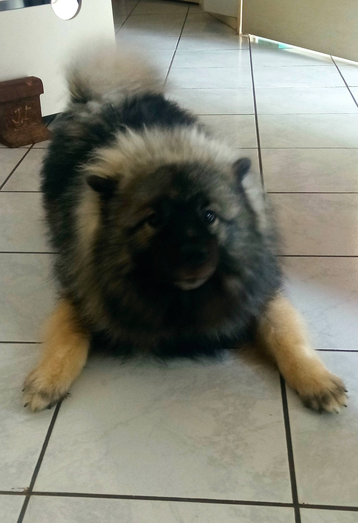 Taiko participe au concours pour gagner de l'argent avec cette photo : canidae, carnivore, chow_chow, companion_dog, dog, dog_breed, fawn, flooring, fur, german_spitz, german_spitz_klein, german_spitz_mittel, hair, liver, snout, sporting_group, tail, terrestrial_animal, toy_dog, working_animal