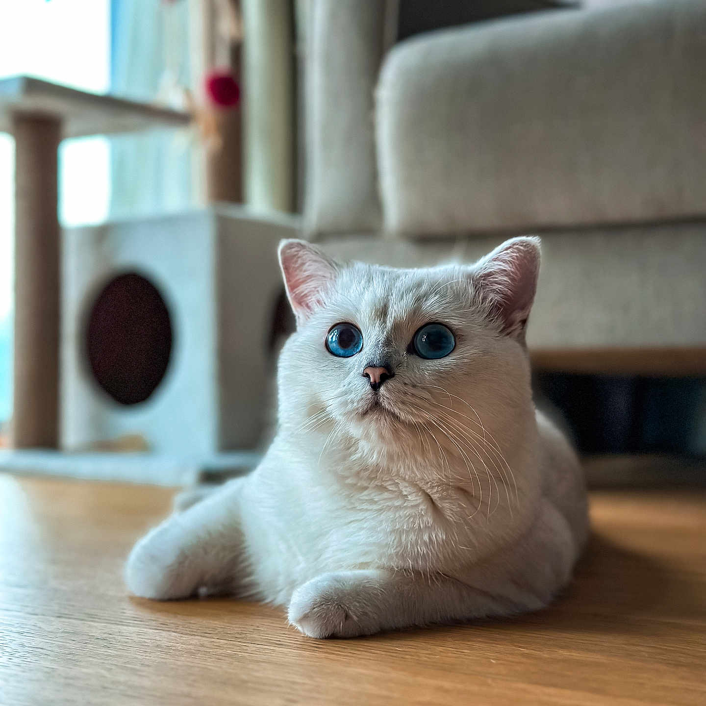 Nova