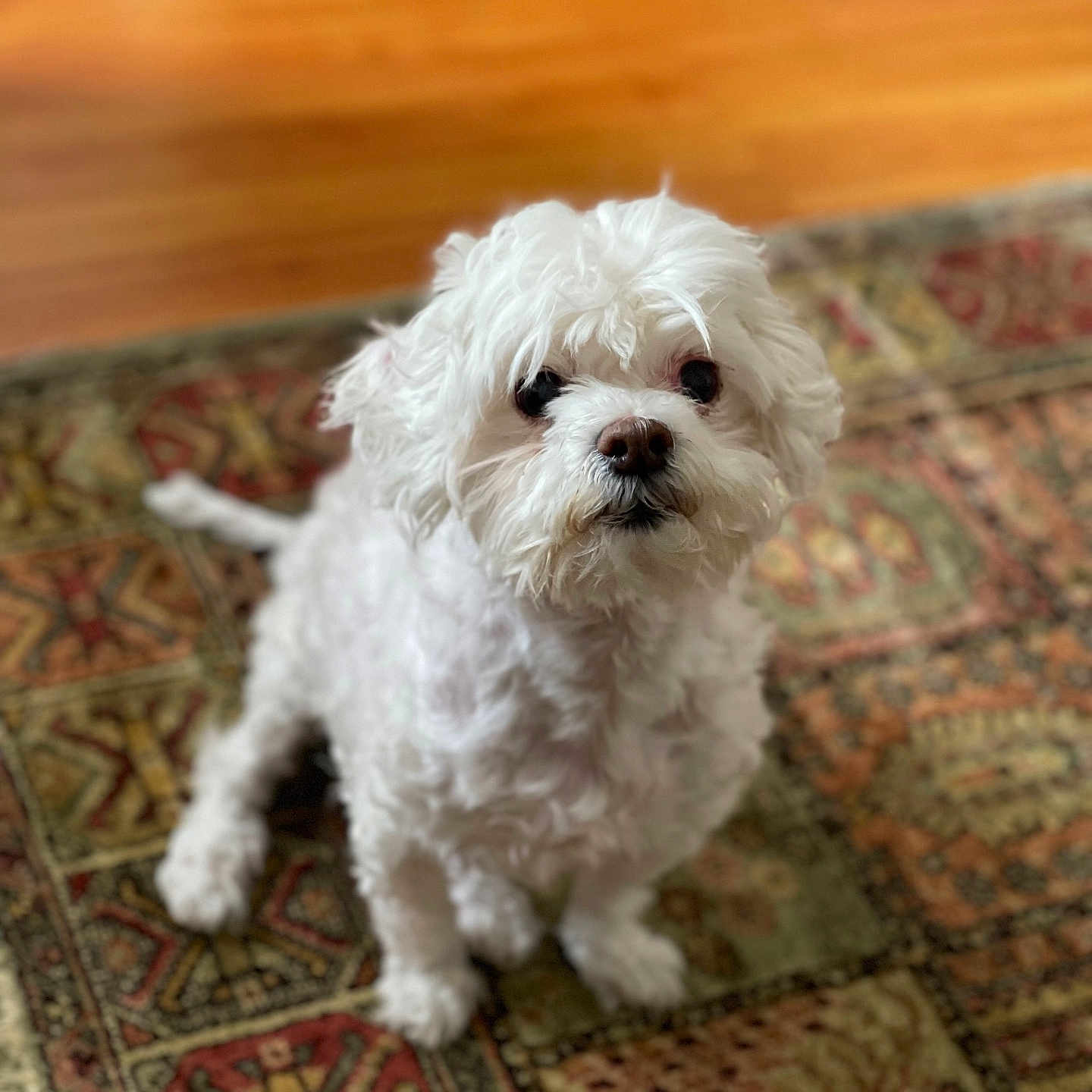 Sherly is registered to the contest to win money with this photo: animal, bison, canine, dog, eskimodog, hardwood, indoors, interiordesign, pet, poodle, puppy, terrier, whitedog, wood