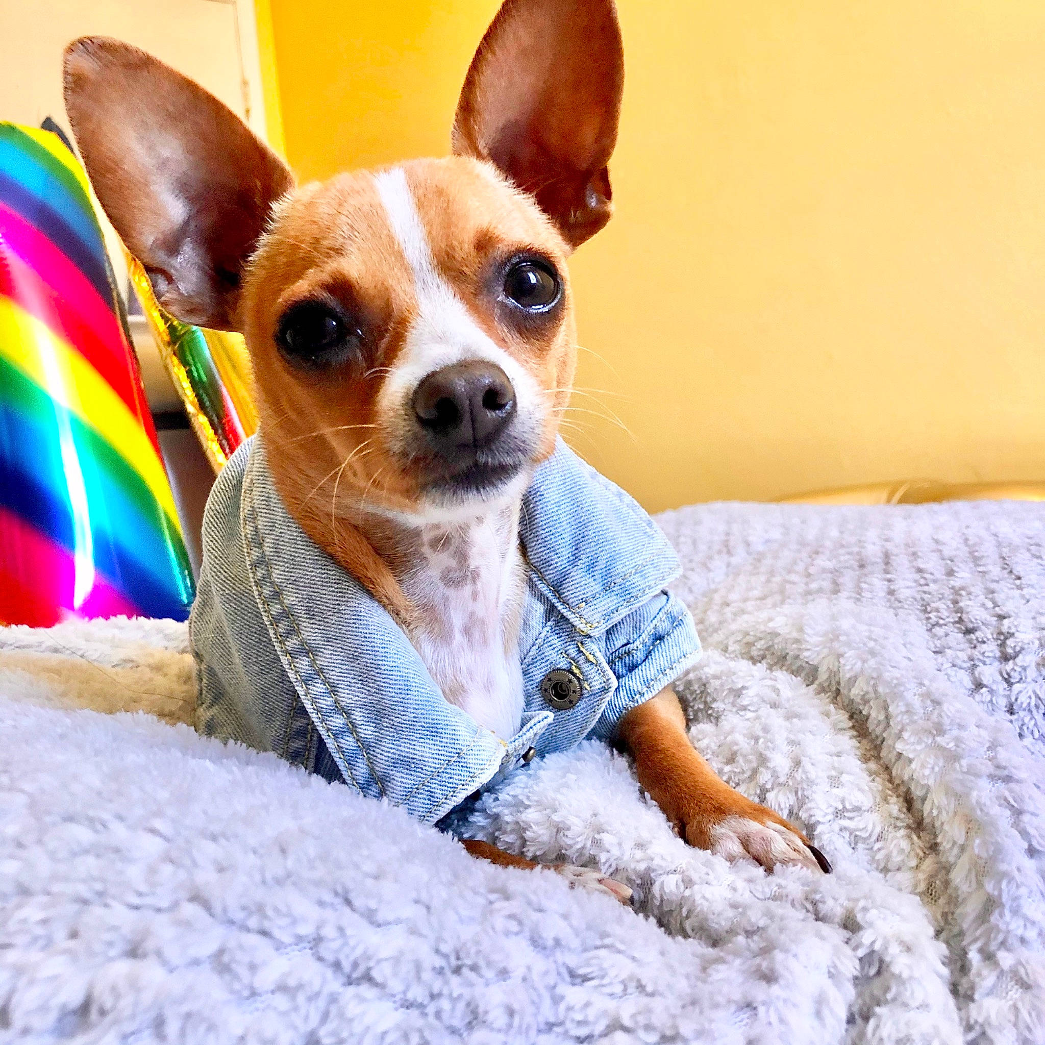 Romeo joined the competition — help win amazing prizes! canidae, carnivore, chihuahua, companion_dog, corgi_chihuahua, dog, dog_breed, dog_clothes, ear, mammal, miniature_fox_terrier, puppy, rat_terrier, russkiy_toy, snout, teddy_roosevelt_terrier, tenterfield_terrier, toy_dog, toy_fox_terrier, vertebrate