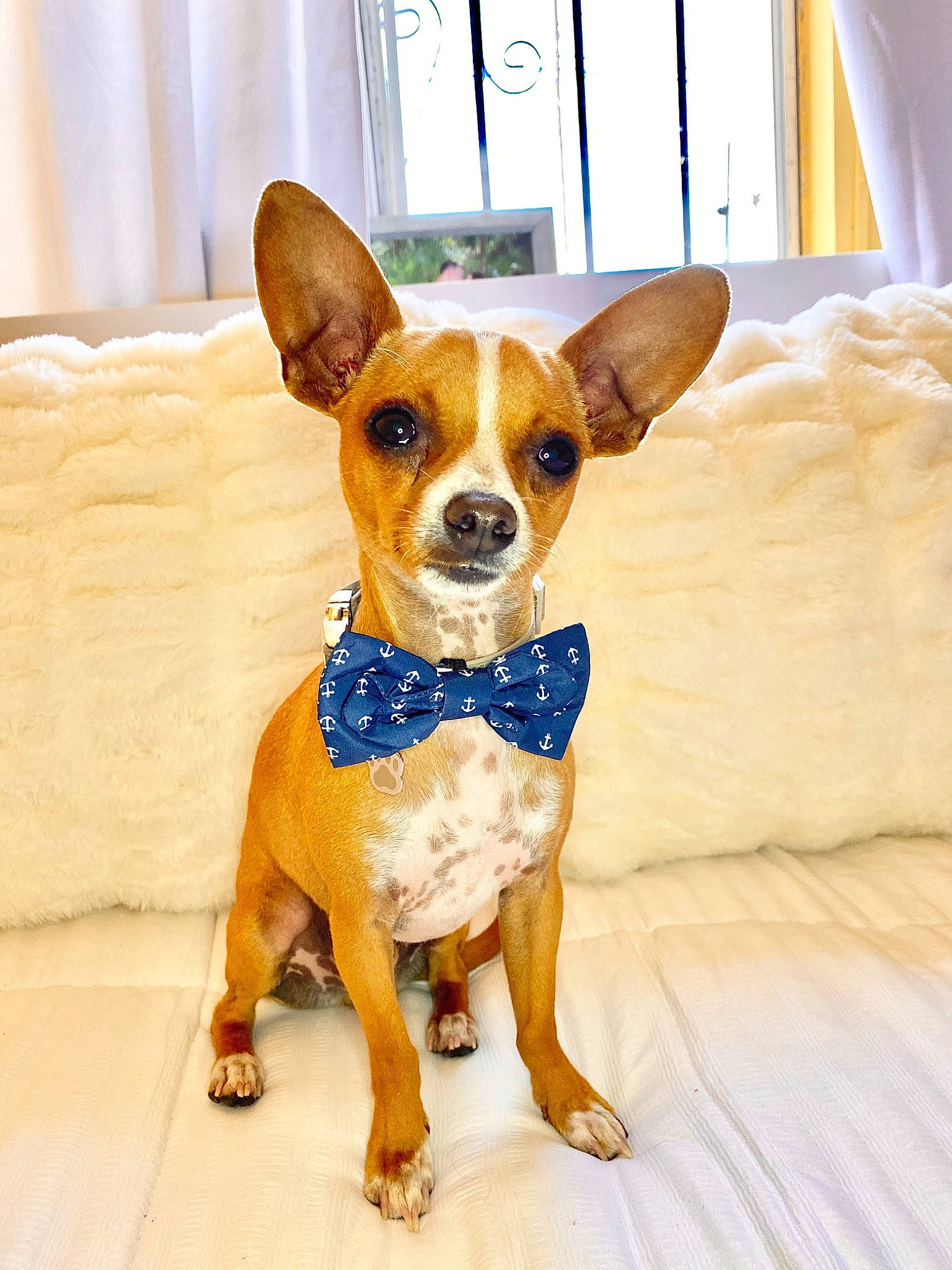 Romeo joined the competition — help win amazing prizes! ancient_dog_breeds, canidae, carnivore, chihuahua, companion_dog, dog, dog_breed, dog_clothes, dog_collar, ear, fawn, mammal, puppy, rare_breed_dog, russkiy_toy, snout, sporting_group, tie, toy_dog, vertebrate