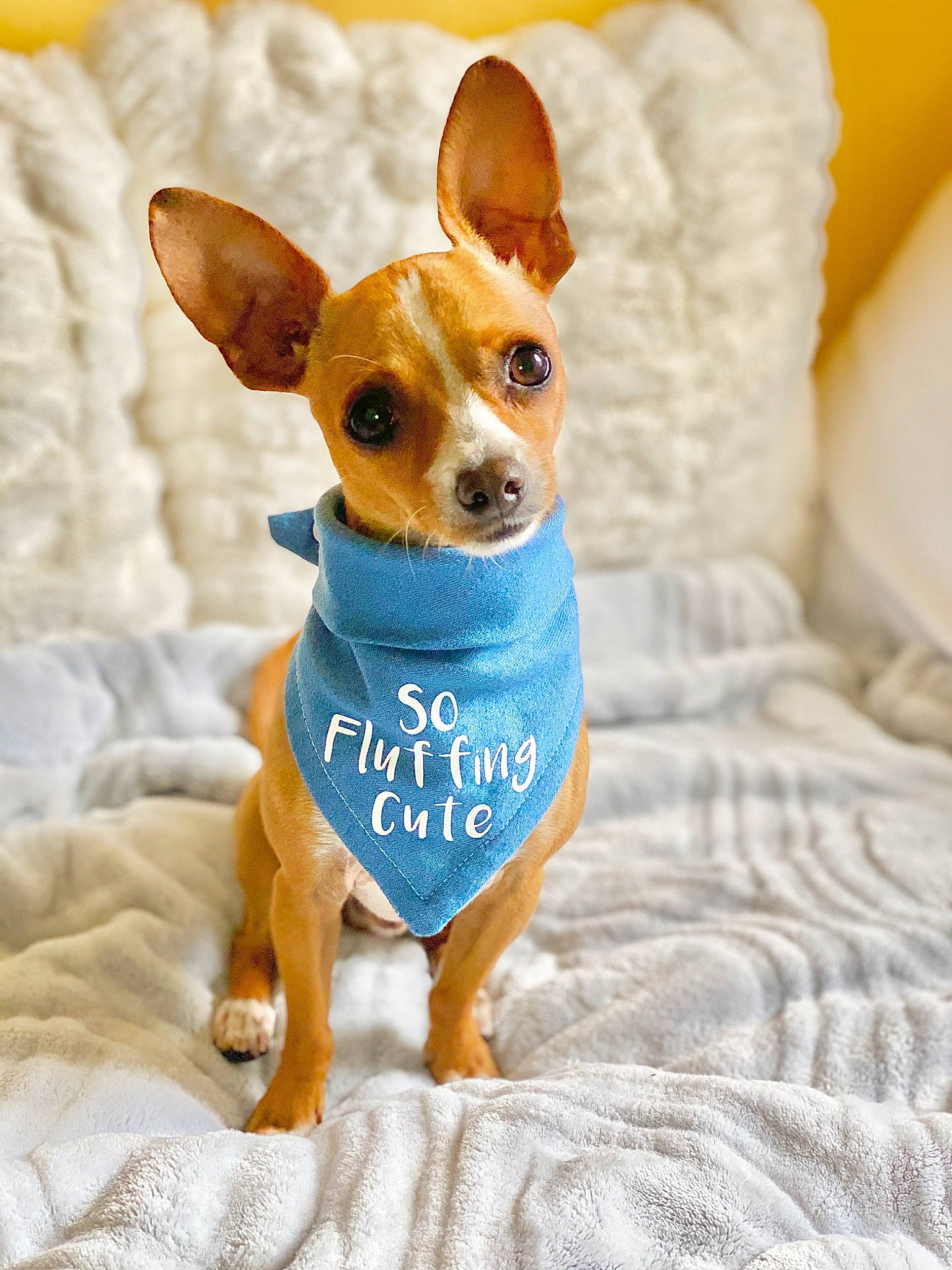 Romeo is registered to the contest to win money with this photo: canidae, carnivore, chihuahua, companion_dog, dog, dog_breed, dog_clothes, english_toy_terrier, fawn, mammal, miniature_fox_terrier, puppy, rare_breed_dog, russkiy_toy, snout, teddy_roosevelt_terrier, tenterfield_terrier, toy_dog, toy_fox_terrier, vertebrate