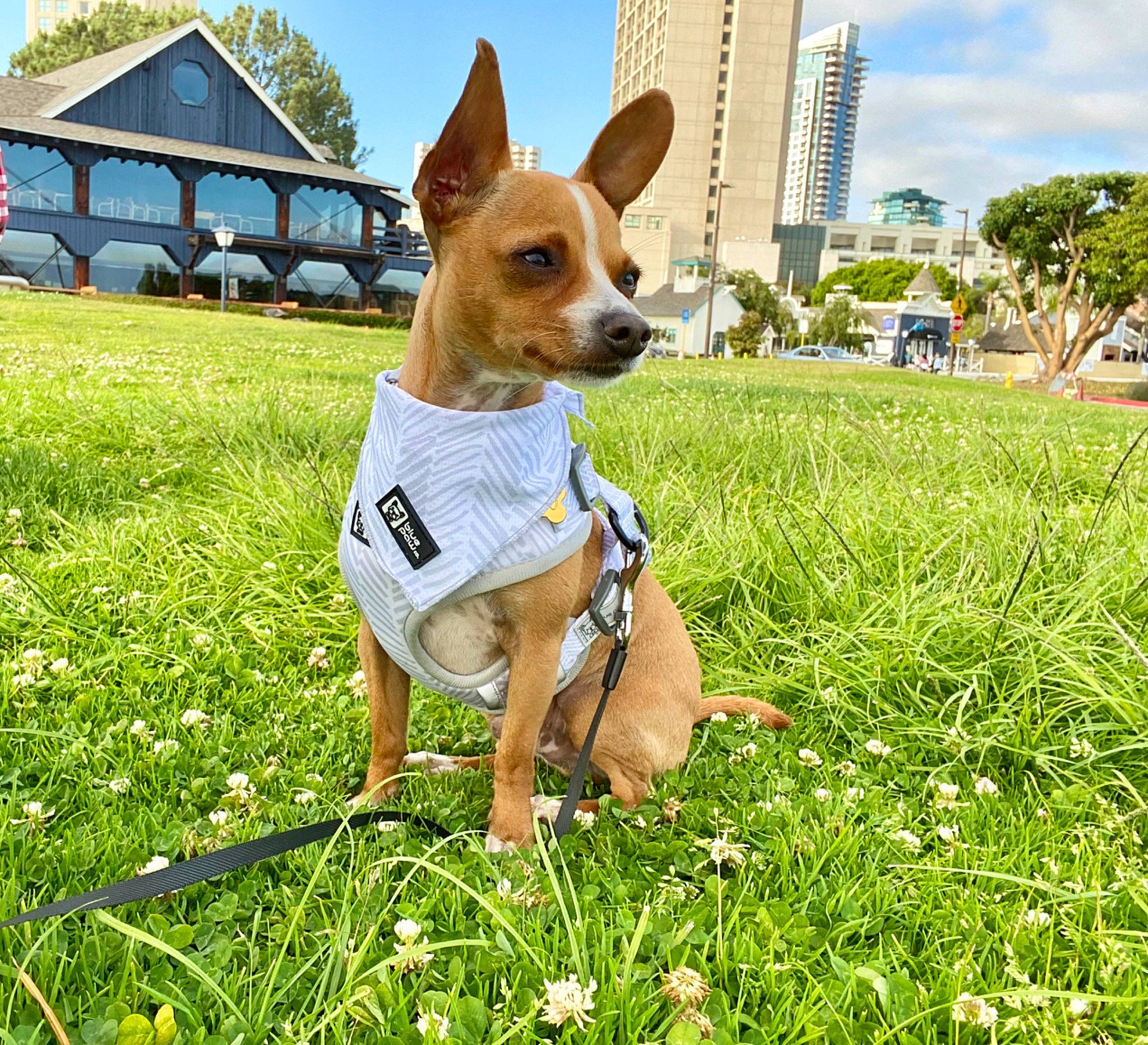 Romeo is registered to the contest to win money with this photo: basenji, canidae, carnivore, carolina_dog, companion_dog, corgi_chihuahua, dog, dog_breed, feist, grass, hunting_dog, ibizan_hound, mammal, miniature_fox_terrier, rare_breed_dog, rat_terrier, teddy_roosevelt_terrier, tenterfield_terrier, toy_fox_terrier, vertebrate