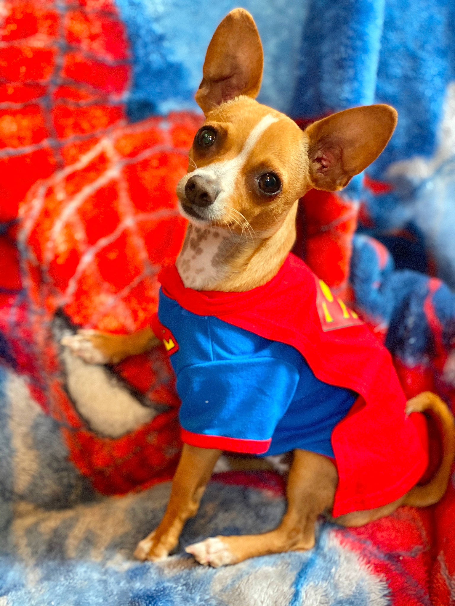 Romeo joined the competition — help win amazing prizes! canidae, carnivore, chihuahua, companion_dog, dog, dog_breed, dog_clothes, dog_supply, english_toy_terrier, fawn, german_pinscher, mammal, miniature_pinscher, puppy, rat_terrier, russkiy_toy, snout, toy_dog, toy_fox_terrier, vertebrate
