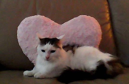 Nougat participe au concours pour gagner de l'argent avec cette photo : aegean_cat, carnivore, cat, cymric, domestic_long_haired_cat, felidae, fur, japanese_bobtail, kitten, mammal, munchkin, norwegian_forest_cat, ragamuffin, ragdoll, small_to_medium_sized_cats, tail, turkish_angora, turkish_van, vertebrate, whiskers