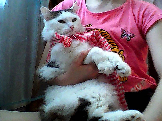 Nougat a rejoint le concours — aidez-le/la à gagner de superbes lots ! aegean_cat, american_curl, asian, carnivore, cat, claw, domestic_long_haired_cat, felidae, fur, japanese_bobtail, kitten, mammal, paw, polydactyl_cat, ragamuffin, ragdoll, small_to_medium_sized_cats, turkish_angora, turkish_van, whiskers