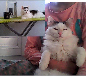 Nougat a rejoint le concours — aidez-le/la à gagner de superbes lots ! american_curl, british_longhair, carnivore, cat, domestic_long_haired_cat, ear, felidae, fur, kitten, mammal, napoleon_cat, norwegian_forest_cat, persian, photo_caption, polydactyl_cat, ragamuffin, ragdoll, small_to_medium_sized_cats, turkish_van, whiskers