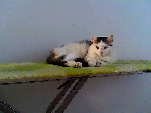 Nougat Et Loulou participe au concours pour gagner de l'argent avec cette photo : aegean_cat, american_curl, carnivore, cat, domestic_short_haired_cat, felidae, japanese_bobtail, kitten, persian, ragamuffin, ragdoll, small_to_medium_sized_cats, turkish_angora, turkish_van, whiskers