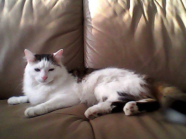 Nougat Et Loulou a rejoint le concours — aidez-le/la à gagner de superbes lots ! aegean_cat, american_curl, carnivore, cat, domestic_long_haired_cat, eye, felidae, fur, kitten, mammal, norwegian_forest_cat, paw, ragamuffin, ragdoll, small_to_medium_sized_cats, tail, turkish_angora, turkish_van, vertebrate, whiskers