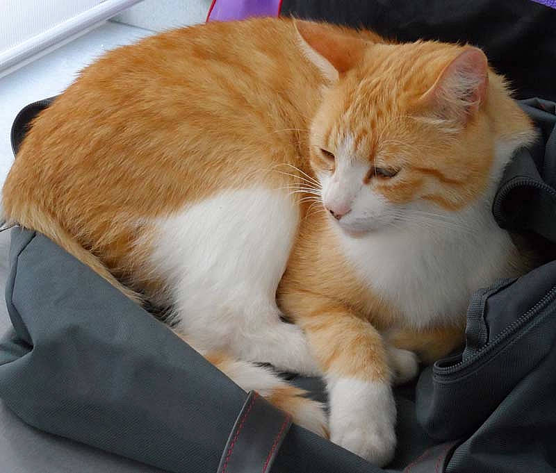 Loulou participe au concours pour gagner de l'argent avec cette photo : american_wirehair, carnivore, cat, domestic_short_haired_cat, european_shorthair, fawn, felidae, fur, kitten, small_to_medium_sized_cats, tabby_cat, whiskers