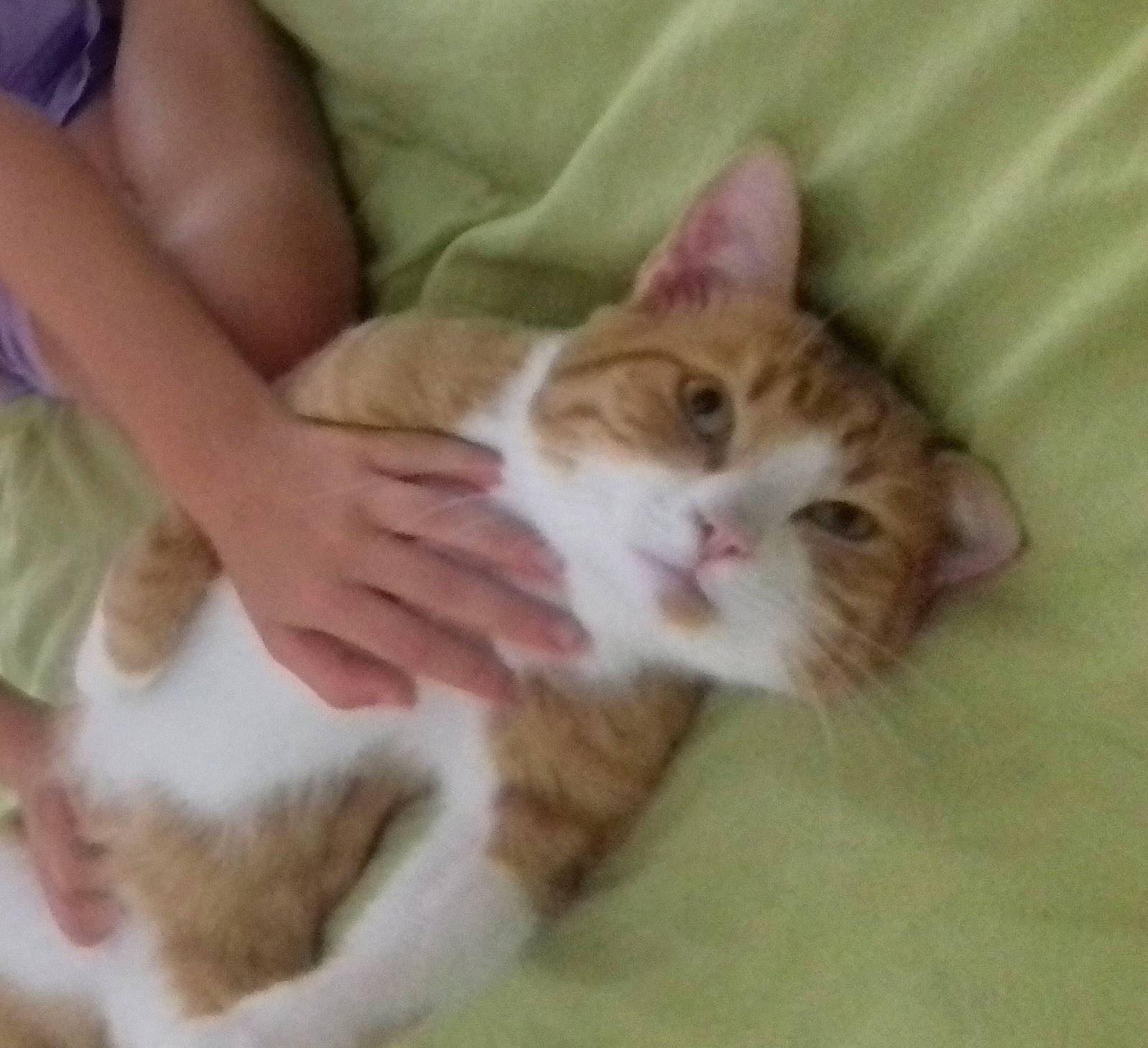 Loulou a rejoint le concours — aidez-le/la à gagner de superbes lots ! aegean_cat, carnivore, cat, child, domestic_short_haired_cat, ear, european_shorthair, fawn, felidae, fur, kitten, mammal, organism, polydactyl_cat, skin, small_to_medium_sized_cats, tabby_cat, whiskers