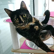 Minette a rejoint le concours — aidez-le/la à gagner de superbes lots ! cat, tortoiseshell, pet, indoor, cat_tree, plastic_bowl, yellow_eyes, curious, stretching, paw, human_hand, window, glass, furniture, floor, pink, white, relaxing, animal, closeup