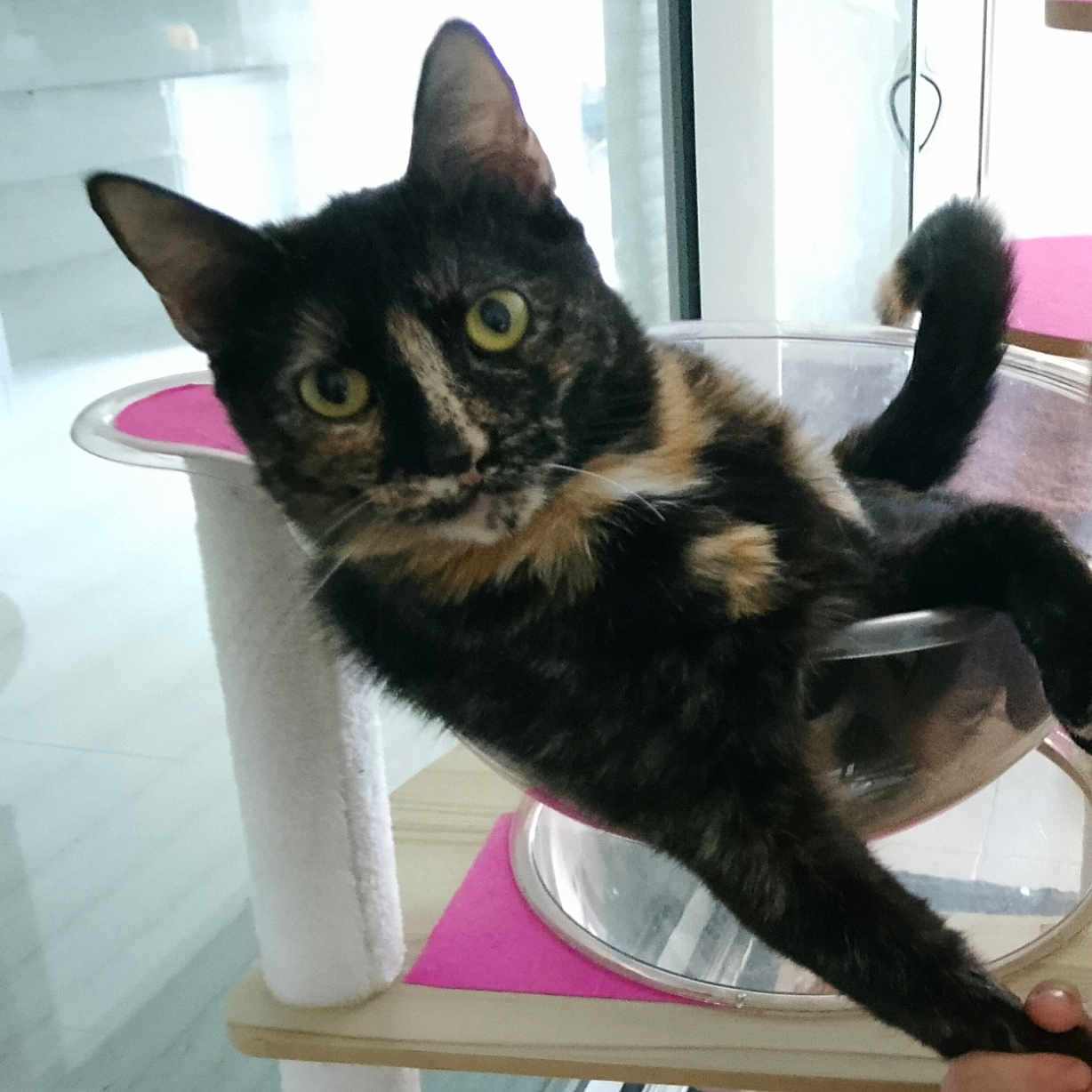 Minette