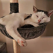 Snowball joined the competition — help win amazing prizes! animal, black_and_white, cat, cat_tree, cozy, cute, domestic, feline, fur, hammock, home, indoor, lazy, paw, pet, relaxed, resting, sleeping, soft, white_cat