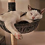 animal, black_and_white, cat, cat_tree, cozy, cute, domestic, feline, fur, hammock, home, indoor, lazy, paw, pet, relaxed, resting, sleeping, soft, white_cat