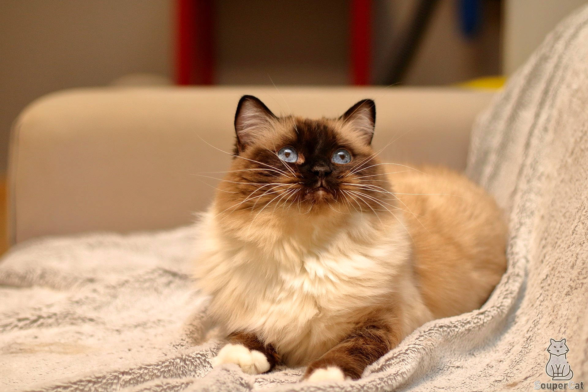 Chouquette a rejoint le concours — aidez-le/la à gagner de superbes lots ! birman, carnivore, cat, claw, comfort, fawn, felidae, flooring, fur, hardwood, siamese, sitting, small_to_medium_sized_cats, snout, thai, whiskers, wood