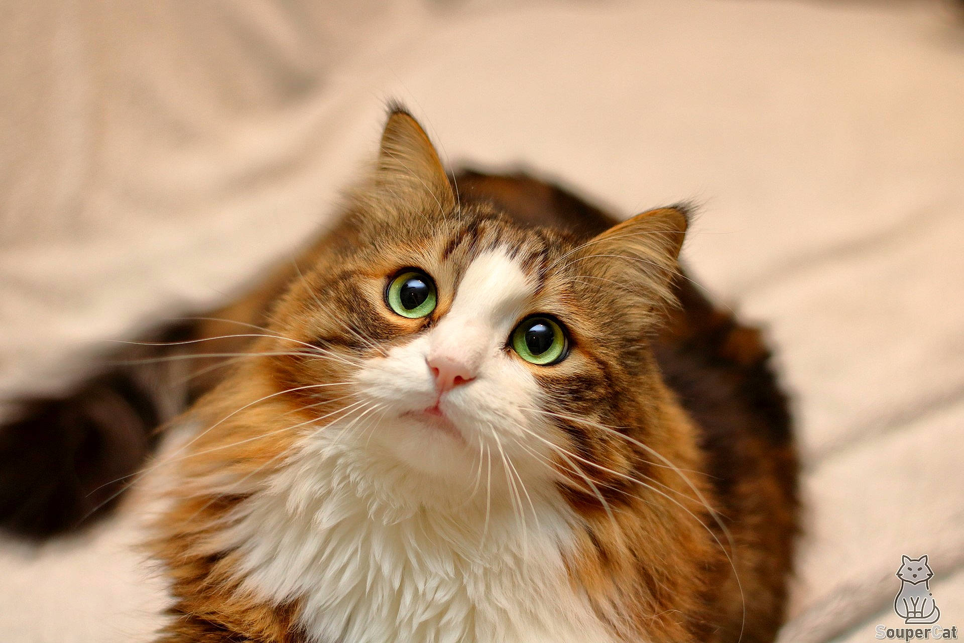 Capuchon participe au concours pour gagner de l'argent avec cette photo : carnivore, cat, domestic_short_haired_cat, felidae, fur, maine_coon, small_to_medium_sized_cats, snout, terrestrial_animal, tree, whiskers