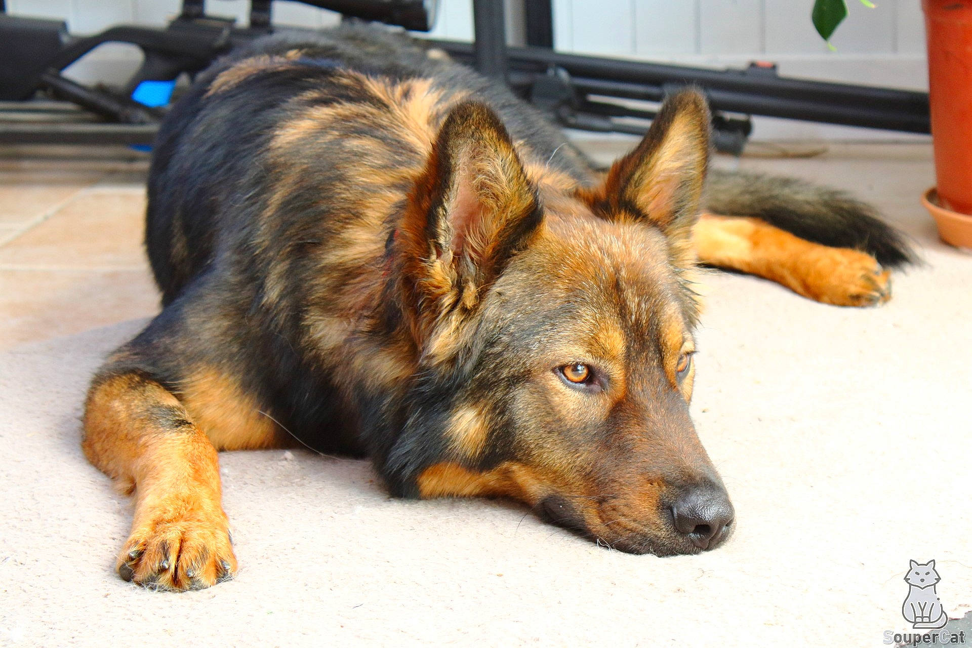 Leonidas participe au concours pour gagner de l'argent avec cette photo : bay_breeze, canidae, carnivore, companion_dog, dog, dog_breed, fawn, flowerpot, fur, herding_dog, king_shepherd, old_german_shepherd_dog, snout, terrestrial_animal, wildlife, working_dog