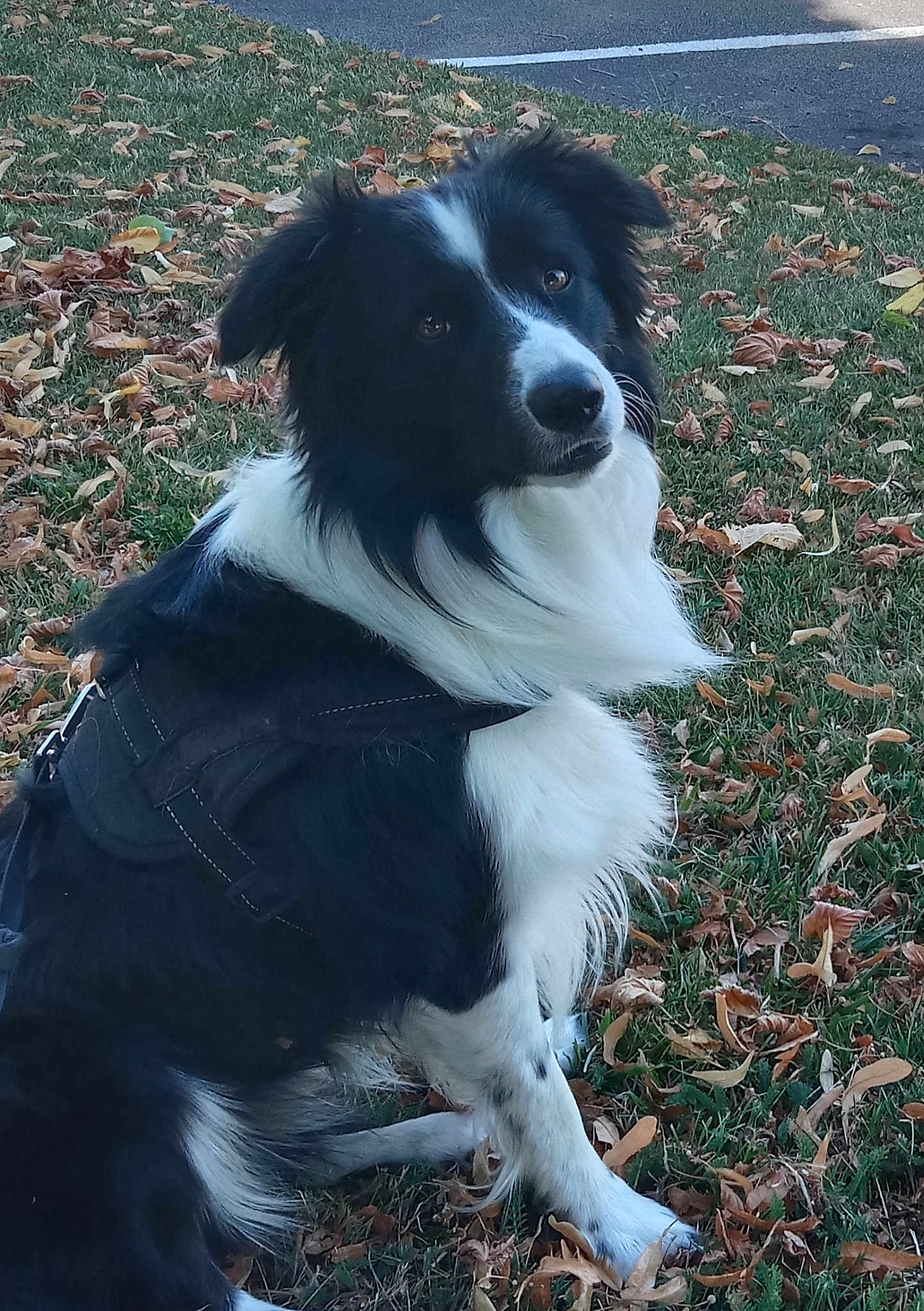 Oscar