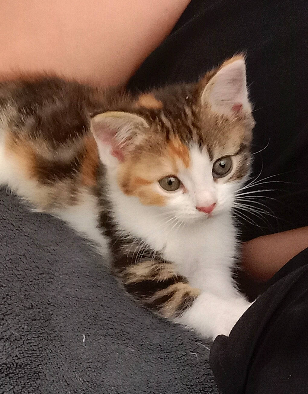 Tina a rejoint le concours — aidez-le/la à gagner de superbes lots ! carnivore, cat, claw, comfort, domestic_short_haired_cat, ear, felidae, foot, fur, paw, plant, sitting, small_to_medium_sized_cats, snout, tail, tree, whiskers, wood