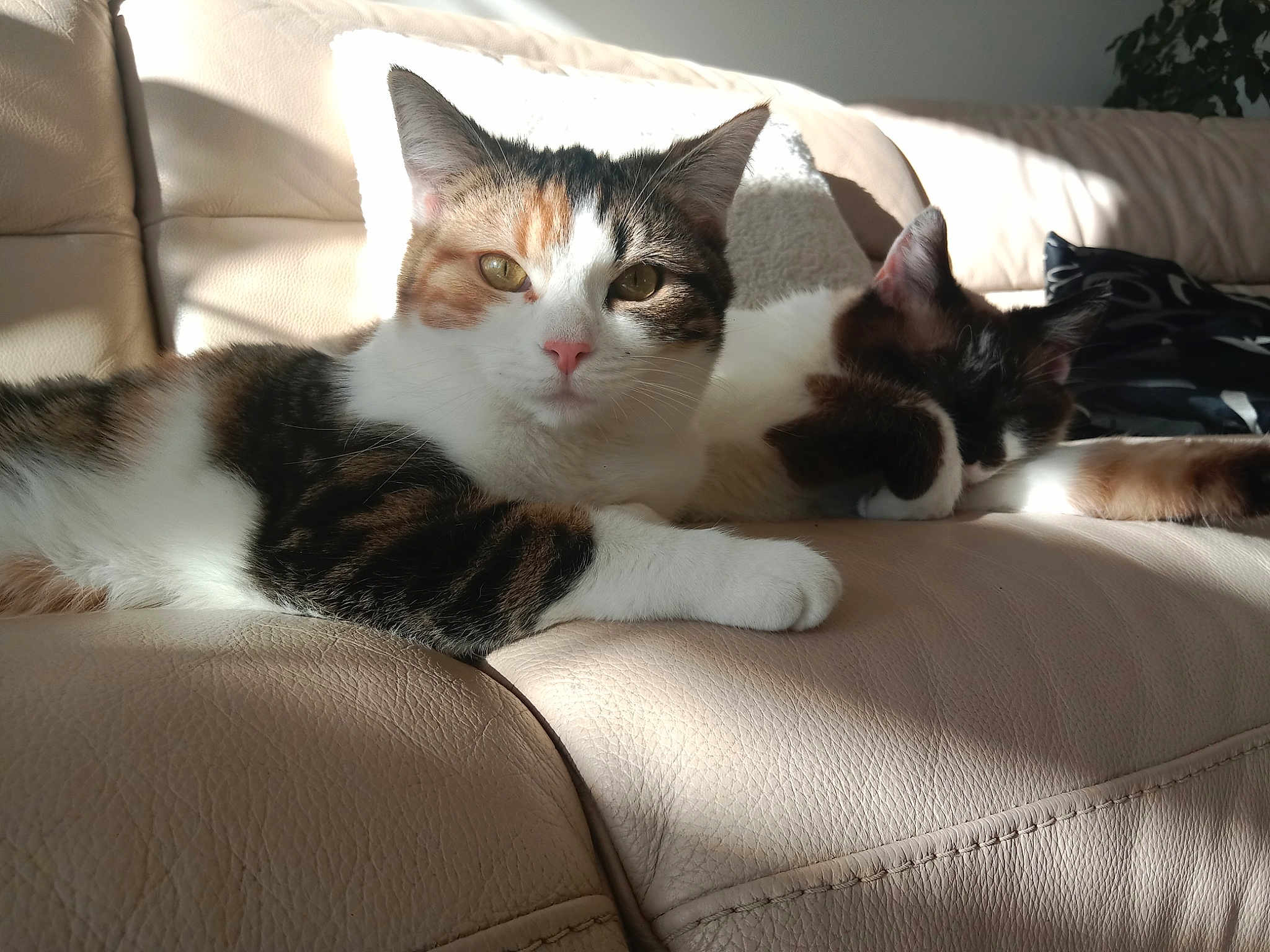 Tina