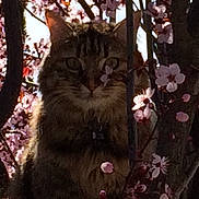 Pepsi participe au concours pour gagner de l'argent avec cette photo : cat, tabby, tree, branches, flowers, pink_blossoms, outdoor, nature, animal, pet, feline, spring, flora, closeup, wildlife, curious, hidden, shadows, eye_contact, fur