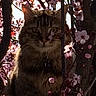 cat, tabby, tree, branches, flowers, pink_blossoms, outdoor, nature, animal, pet, feline, spring, flora, closeup, wildlife, curious, hidden, shadows, eye_contact, fur