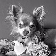 Titou participe au concours pour gagner de l'argent avec cette photo : dog, chihuahua, pet, long_hair, close_up, black_and_white, ears, eyes, toy, plush, resting, fur, collar, indoor, portrait, cute, animal, small_dog, furry, companion