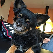 Leny a rejoint le concours — aidez-le/la à gagner de superbes lots ! black_dog, companion, couch, cute, dog, domestic_animal, ears, face, fur, head_tilt, indoor, living_room, looking, person, pet, pillow, relaxing, small_dog, tablet, tan_markings