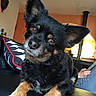 black_dog, companion, couch, cute, dog, domestic_animal, ears, face, fur, head_tilt, indoor, living_room, looking, person, pet, pillow, relaxing, small_dog, tablet, tan_markings